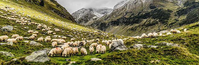 Caminos Trashumantes