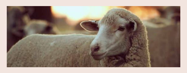 Caminos Trashumantes