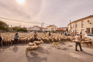 Fiestas de la Trashumancia: Caminos Trashumantes, Experiencias Turismo trashumante