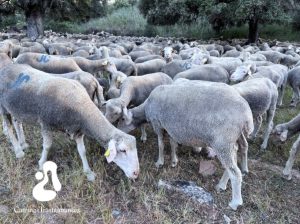 Caminos Trashumantes: Una Red que camina por el pasado y abre senda al futuro