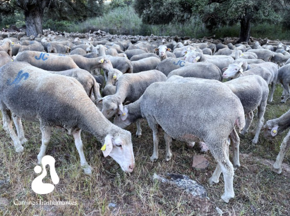 Caminos Trashumantes: Una Red que camina por el pasado y abre senda al futuro