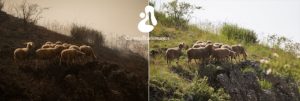 Cuando el fuego nos despierta: Trashumancia, memoria viva contra el olvido