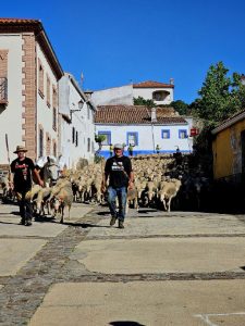 La Trashumancia: Patrimonio Vivo y Puerta de Entrada a un Mundo Más Conectado con la Naturaleza