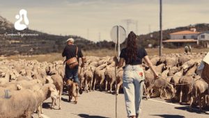Viajar con los pasos del rebaño