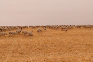 Visitas a explotaciones ganaderas trashumantes: Caminos Trashumantes, Experiencias de Turismo Rural