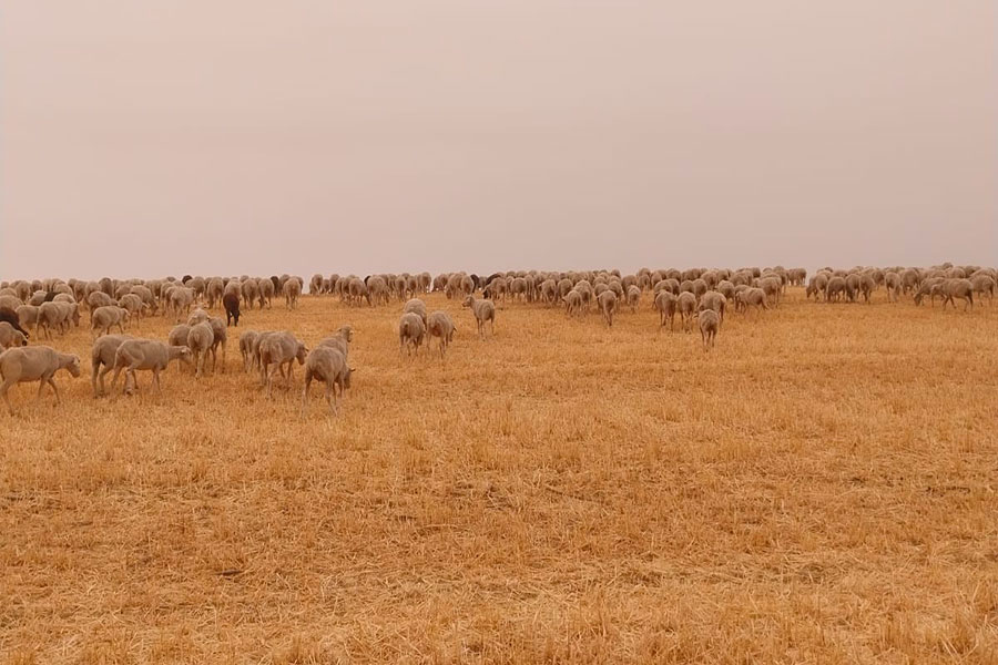 Visitas a explotaciones ganaderas trashumantes: Caminos Trashumantes, Experiencias de Turismo Rural
