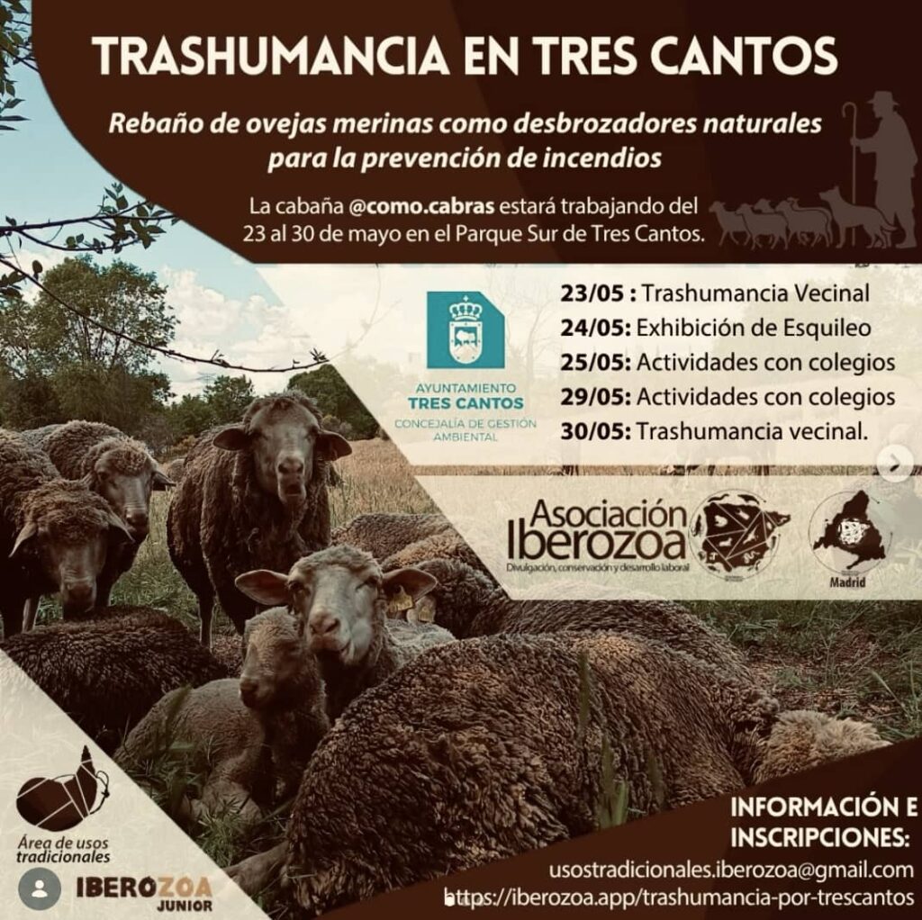 Trashumancia en Tres Cantos para prevenir incendios